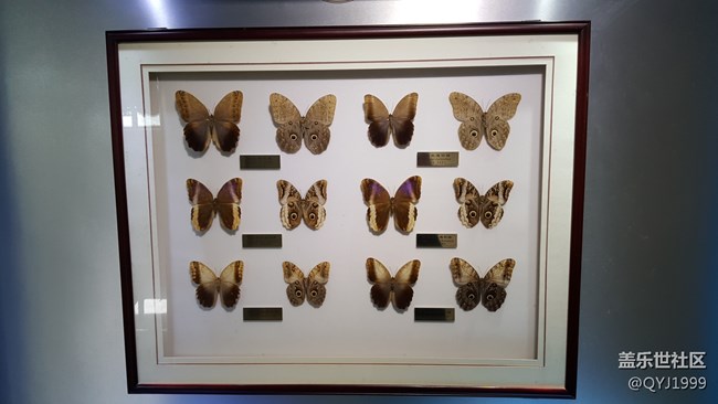 分享一下上海昆蟲博物館參觀心得