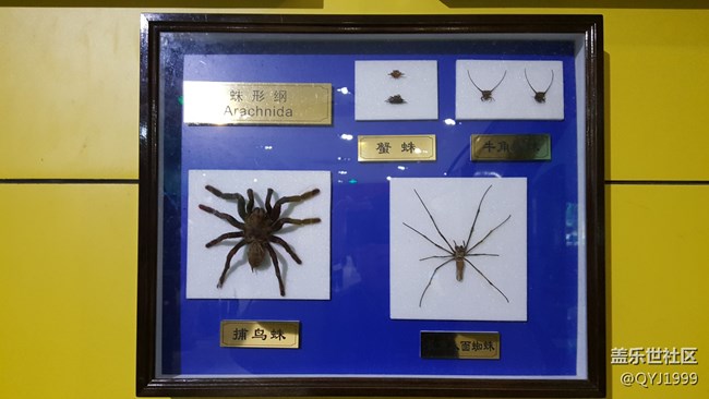 分享一下上海昆蟲博物館參觀心得