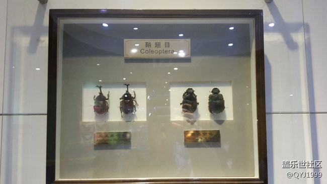 分享一下上海昆蟲博物館參觀心得
