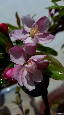 春花爛漫