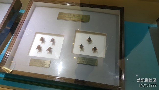 分享一下上海昆蟲博物館參觀心得