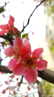 再來(lái)點(diǎn)花朵特寫(xiě)