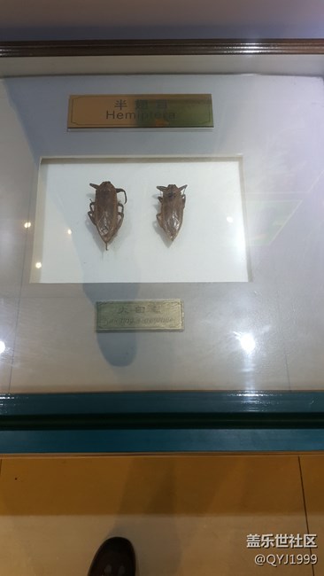 分享一下上海昆蟲博物館參觀心得