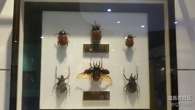 分享一下上海昆蟲博物館參觀心得