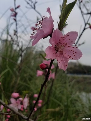 桃花