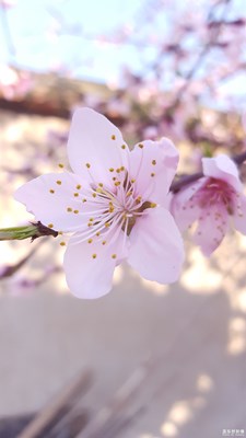 隨手拍自家的桃花，給個評價(jià)怎么樣。