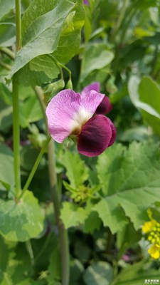 大家熟悉這花嗎？