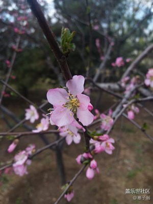 桃花盛開的地方