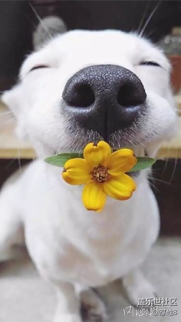 S7edge有反轉(zhuǎn)靜音嗎？有的話在哪里？