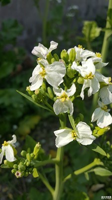 無(wú)名小花，微拍