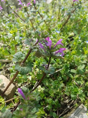 鄉(xiāng)村采風(fēng)