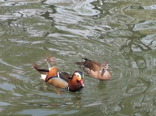 未名湖畔下的鴛鴦