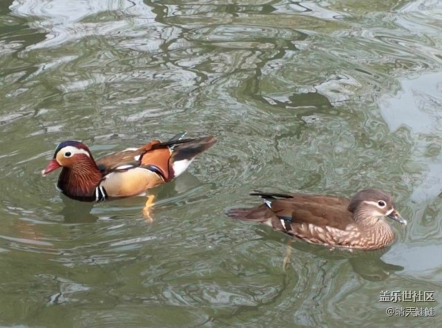 未名湖畔下的鴛鴦