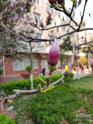 玉蘭花