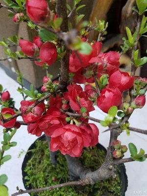 順手拍花