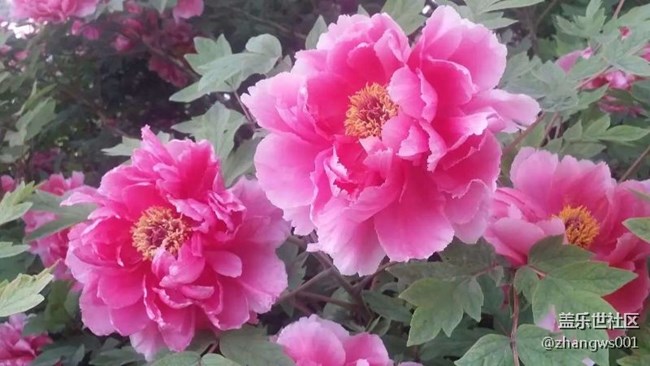千年帝都  牡丹花城  洛陽(yáng)歡迎你！