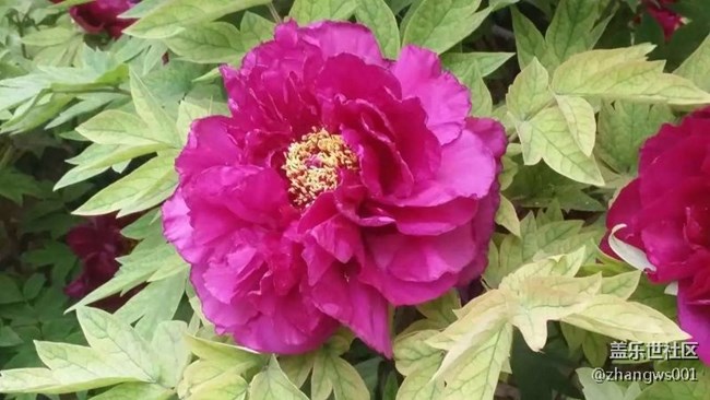 千年帝都  牡丹花城  洛陽(yáng)歡迎你！
