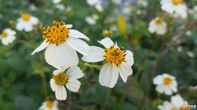 花花世界——野菊花