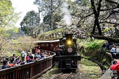 阿里山古董火車(chē)和櫻花