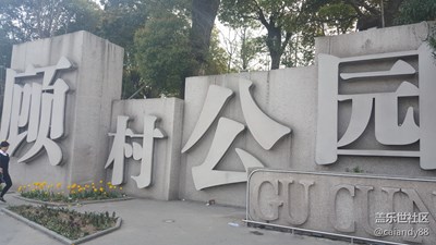 顧村公園櫻花海