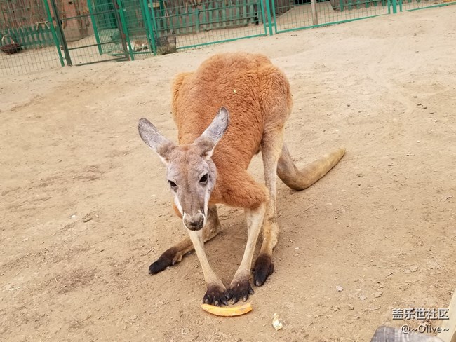 驚艷到極致便是永恒——Galaxy S8拍照體驗(yàn)【Olive】