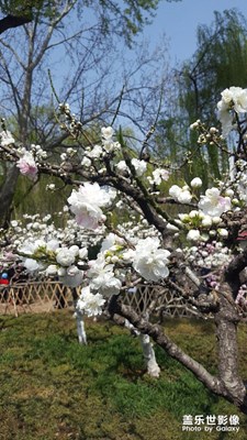 濟(jì)南的春天