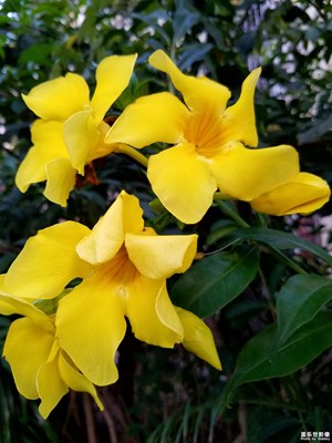 噢 花花…