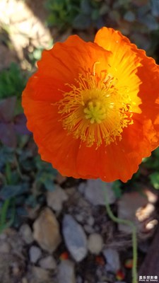 花、蜂