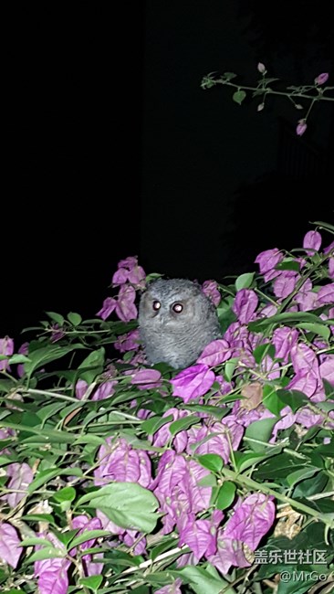 有人見過這個小東西嗎？