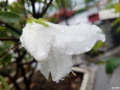 嬌花帶雨
