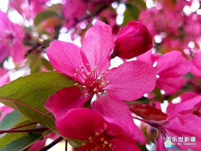 火紅海棠花