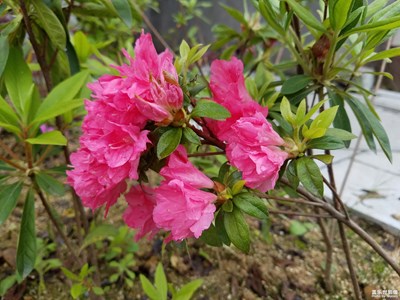 不一樣的杜鵑花