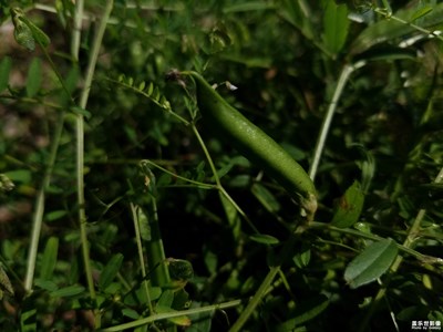 小時(shí)候做口哨用的豆角
