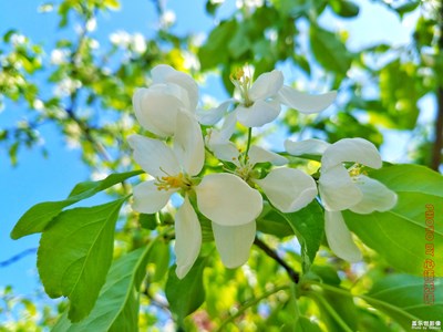 我眼中的世界+北京+北京有個海棠花溪