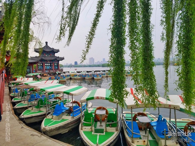 清明時節(jié)，去大明湖畔邂逅夏雨荷