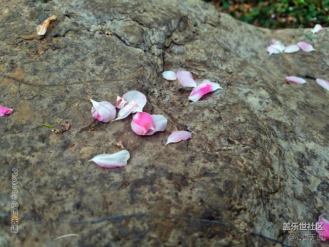清明時節(jié)，去大明湖畔邂逅夏雨荷