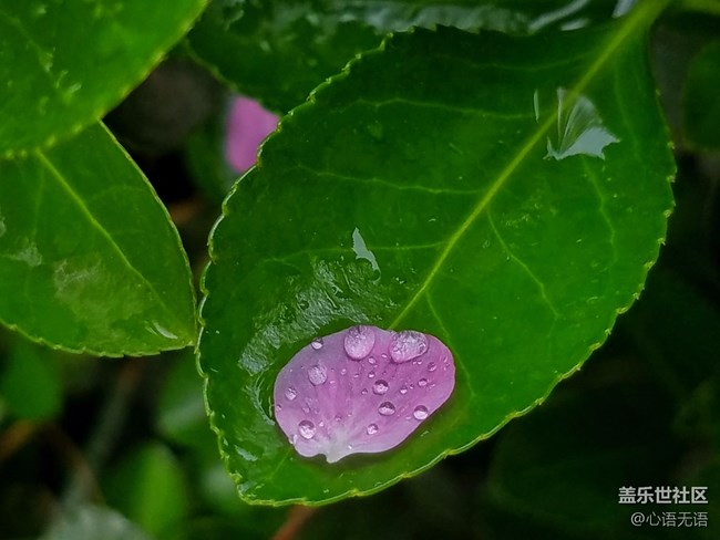清明時節(jié)，去大明湖畔邂逅夏雨荷