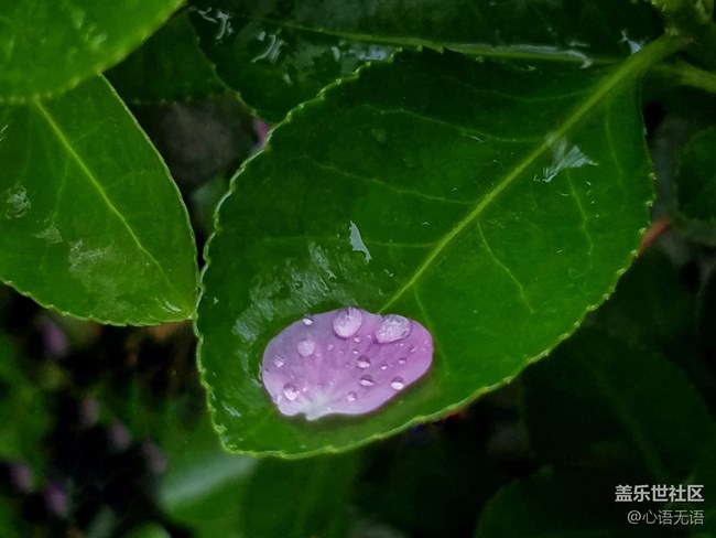 清明時節(jié)，去大明湖畔邂逅夏雨荷