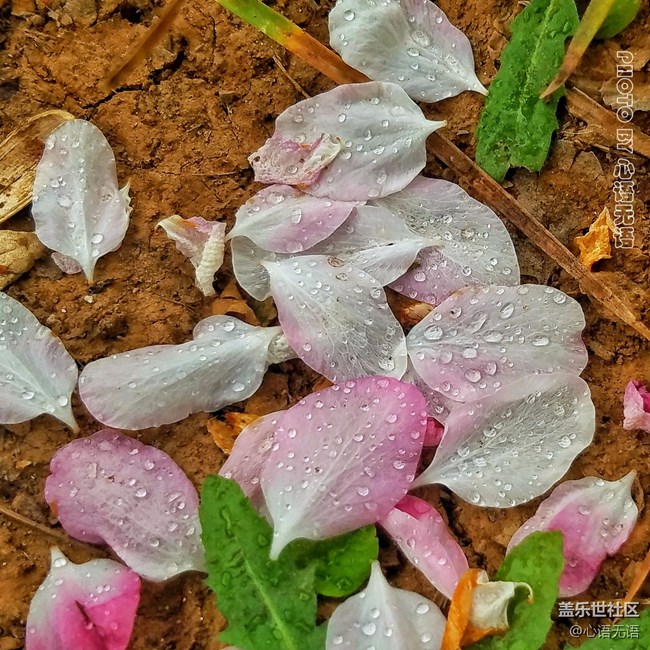 清明時節(jié)，去大明湖畔邂逅夏雨荷