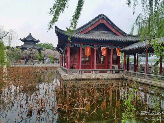 清明時節(jié)，去大明湖畔邂逅夏雨荷