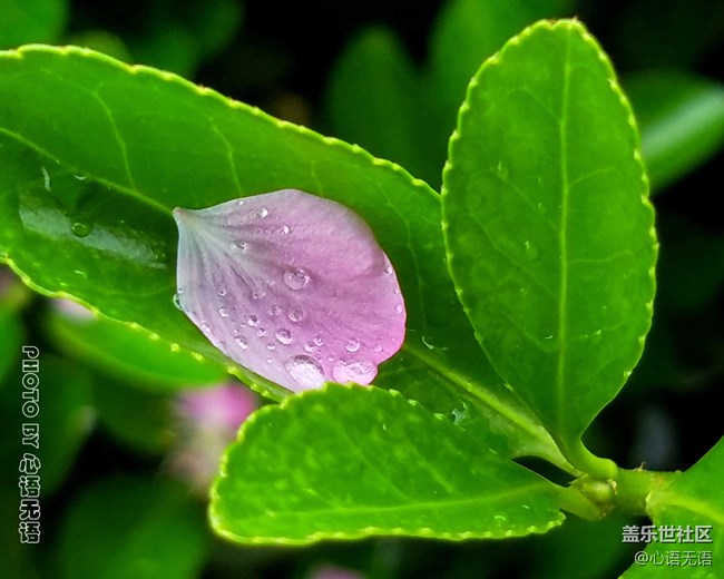 清明時節(jié)，去大明湖畔邂逅夏雨荷