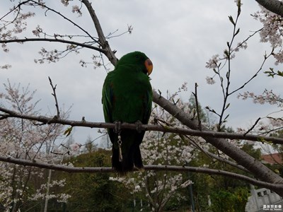 我眼中的世界+上海+顧村公園看動(dòng)物和櫻花