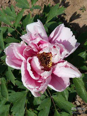 雍容華貴，芬芳艷麗