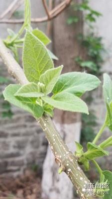梧桐花啦啦