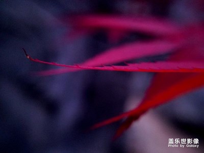 紅色之春