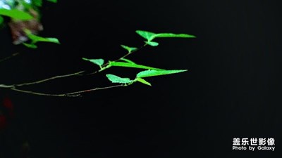 被遺亡的春角
