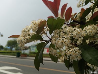 花花要遭到風(fēng)雨的摧殘了