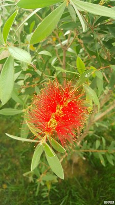 這是什么花？