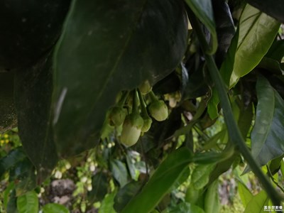 柑橘花開(kāi)一組