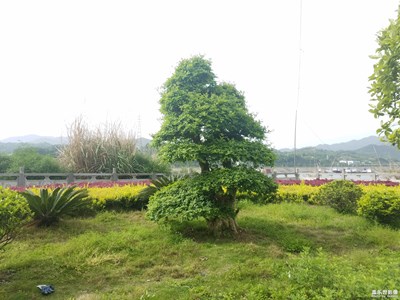 風(fēng)景樹(shù)兩棵